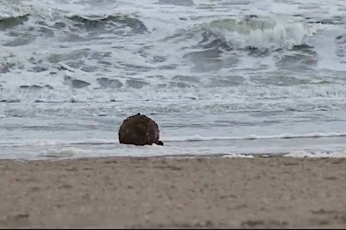 Stalen bal die strand Scheveningen urenlang platlegde na verhoor heengezonden