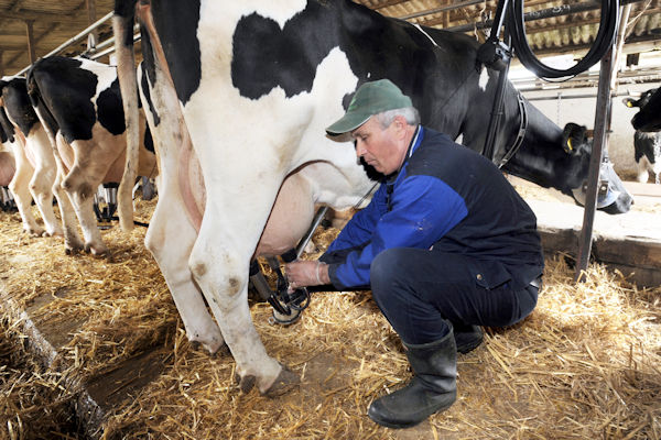 Boze boer melkt koeien in Overijssel