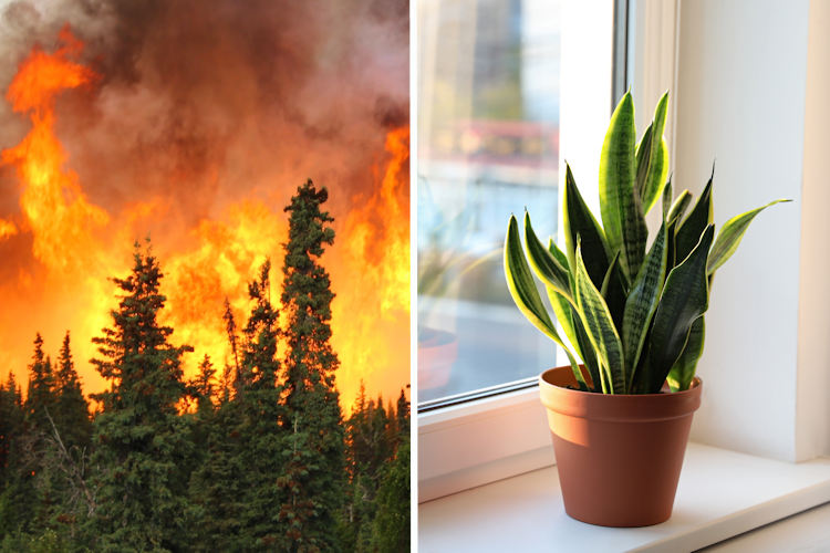 Zo voorkom je dat de bosbranden overslaan op je kamerplanten