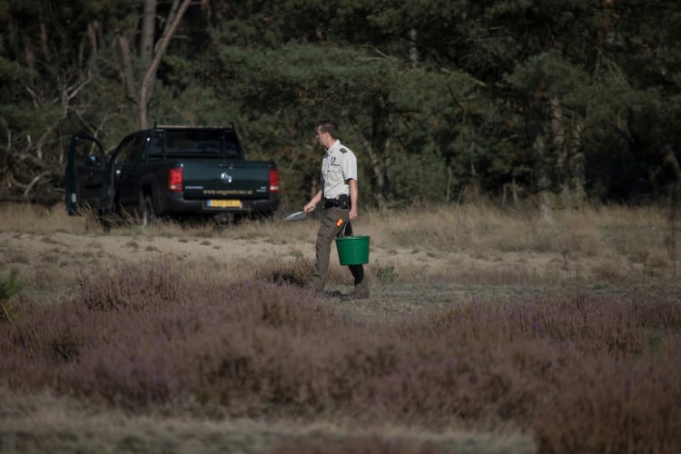 Bos nu al bezaaid met eikels: “Opruimen wordt gigantische klus”