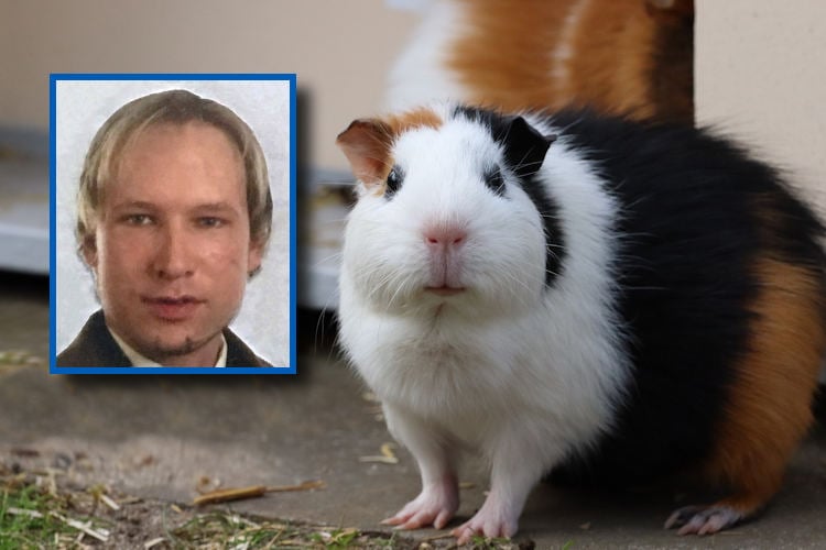 Waarom krijgt terrorist Anders Breivik cavia’s in zijn cel? “Cavia’s zijn een basisrecht voor ieder mens”