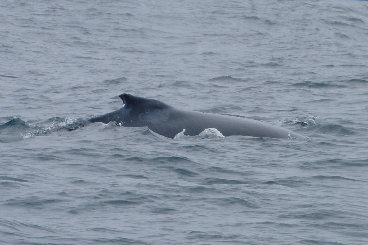 Bultrug Timmy na succesvolle redding alsnog meedogenloos in zee gedumpt