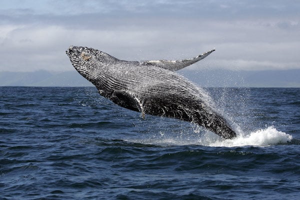 Eigenaar van ontsnapte walvis bij Zoutelande gevonden