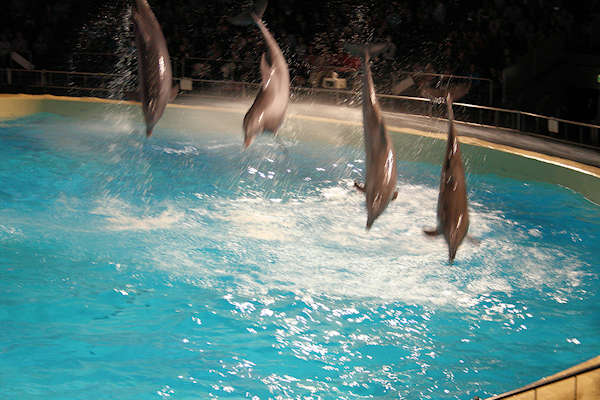Dolfijnen gespot in Harderwijks zwembad
