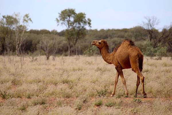 “Kamelen en dromedarissen hebben in de droge, Nederlandse natuur een veel grotere overlevingskans”