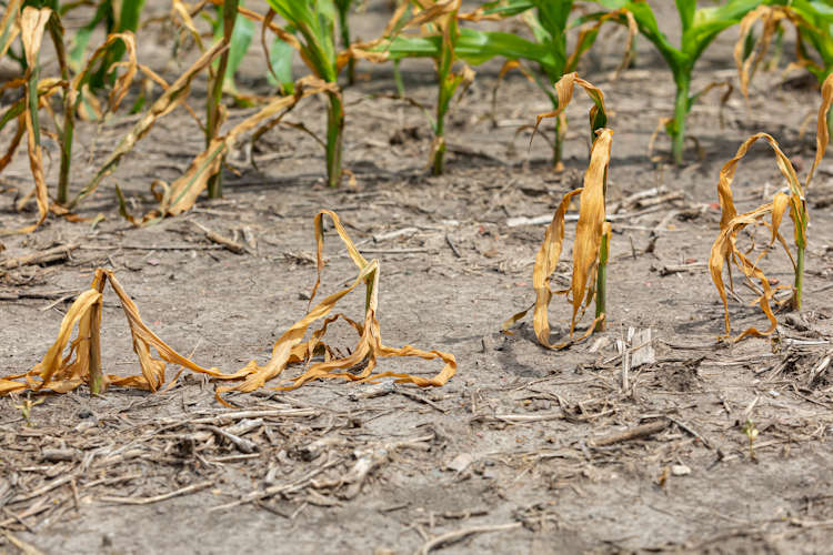 Nederland zucht onder droogte: ook vandaag de hele dag geen regen