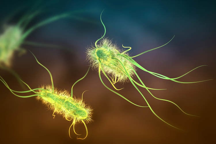 Goed nieuws uit de natuur: E.coli-bacterie geen bedreigde diersoort meer