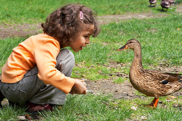 Eendjes Voeren Wordt Strafbaar