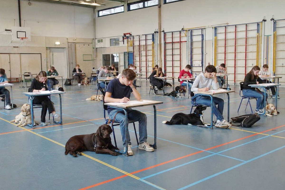Begeleidende therapiehond en walvisgeluiden moeten stress tijdens eindexamen verminderen