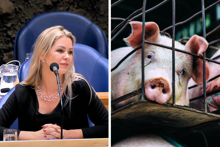 Minister wil dat varkens alleen met stroomstoten uit windenergie worden opgejaagd