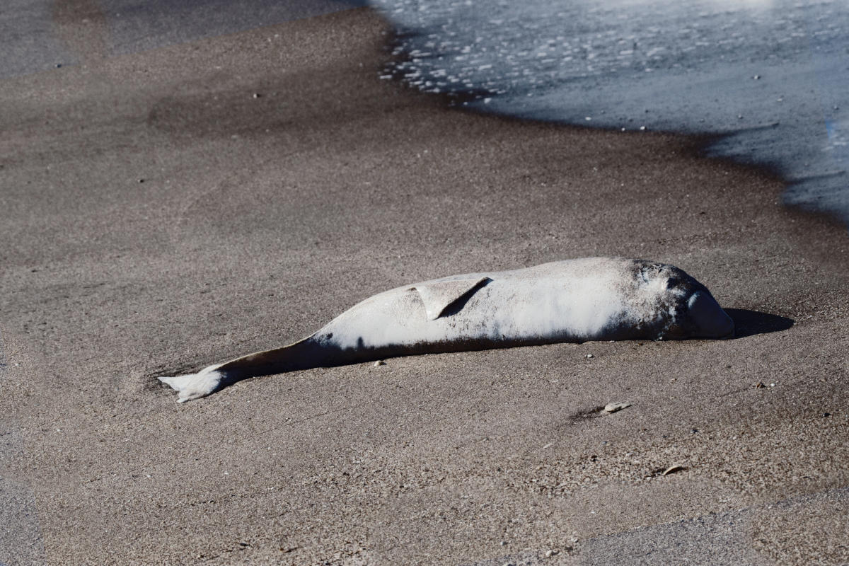 Grijze dolfijn maakt na 54 jaar indrukwekkende comeback in Nederland als wit, orgaanloos kadaver