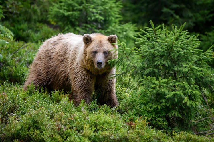 Provincie Utrecht overweegt inzet grizzlybeer in strijd tegen wolf