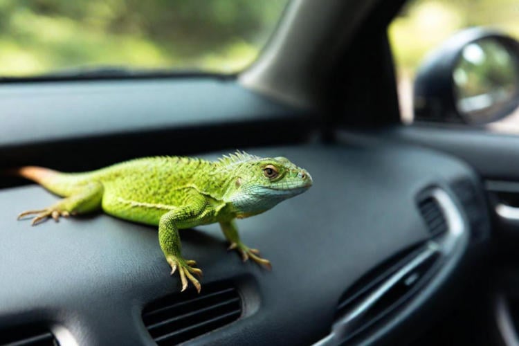 Welke dieren kun je achterlaten in een snikhete auto?