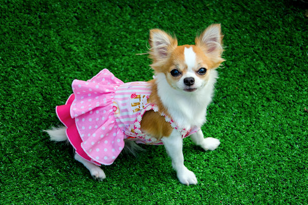 Chihuahua opnieuw gekozen tot Achterstandshondje van het Jaar