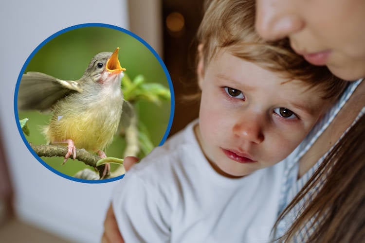 Kinderpsycholoog waarschuwt: “Fluitende vogels door te vroege lente schadelijk voor hoogsensitieve kinderen”