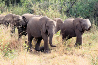 jungle-olifant-olifanten-afrika