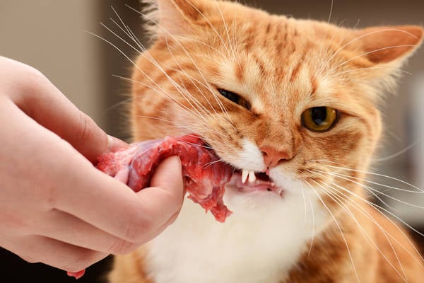 Dierendag! Huisdieren verwend met extra stukje dier