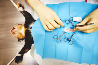 kat-katten-operatie-dierenarts