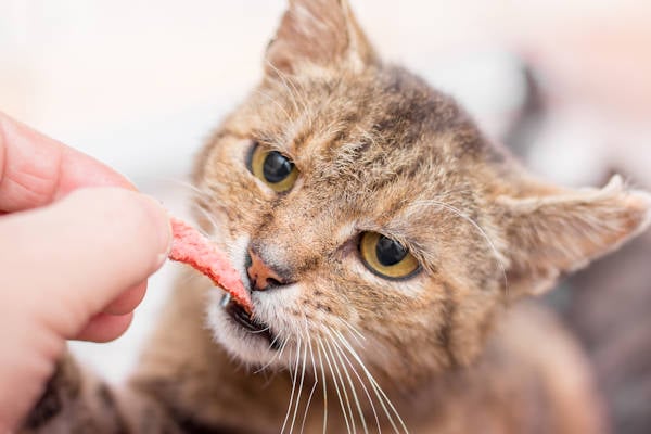 Koud! Moet je huisdieren voeren in de winter, of juist niet?