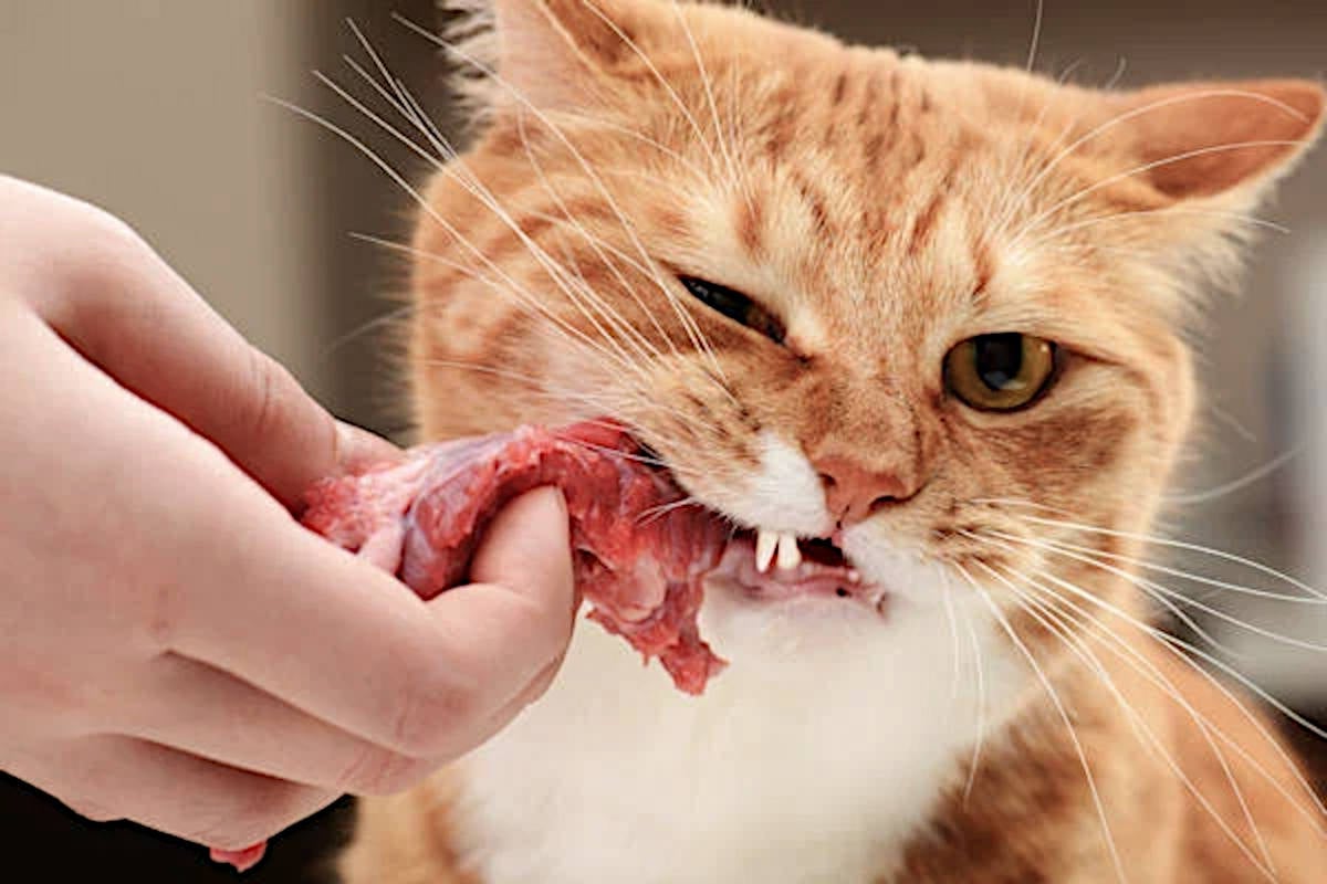 Huisdieren op Dierendag verwend met extra stukje dier
