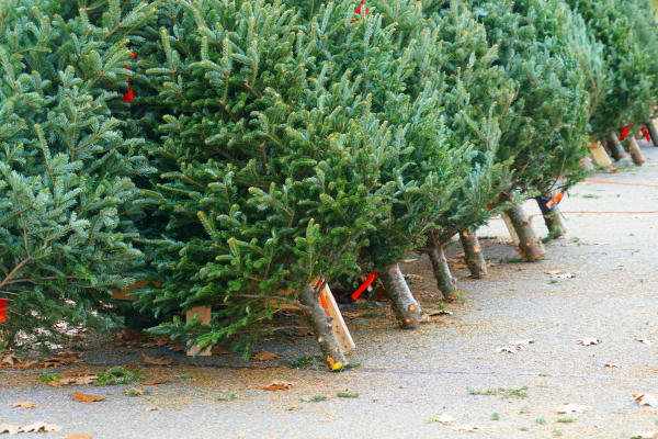 Actiegroep wil verbod op onverdoofd kappen van kerstbomen