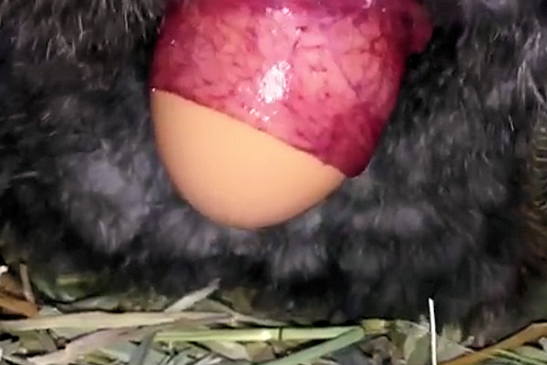 Kippen nemen giftige eieren terug