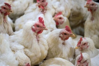 Pluimvee verliest vertrouwen in Partij voor de Dieren