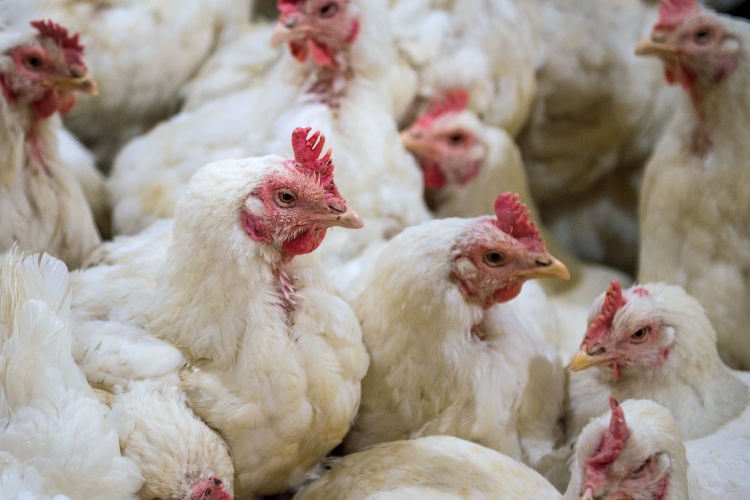 Pluimvee verliest vertrouwen in Partij voor de Dieren