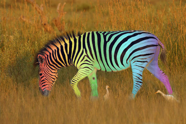 Wetenschappers werken aan kleurenzebra