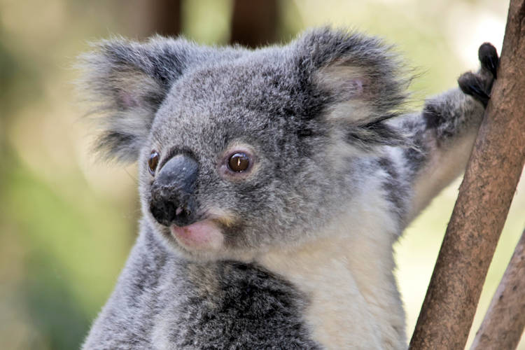 Koala’s in Nederland bijna uitgestorven