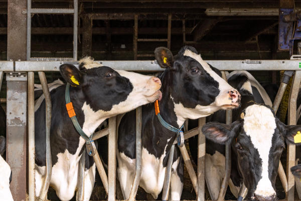 71 procent Nederlands melkvee onzeker over de toekomst