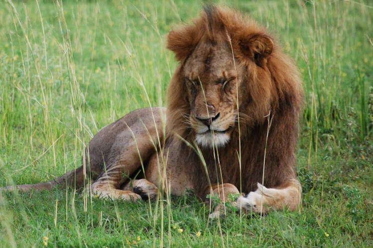 Amsterdamse gemeenteraad gaat zich buigen over toekomst dieren in het wild