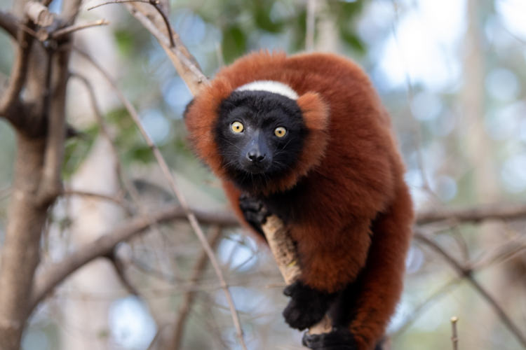 Geen koffie meer voor rode lemuren in Dierenpark Meppel