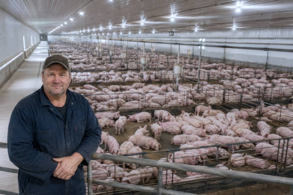 Megastal met 14.000 varkens krijgt status van dierentuin