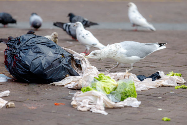 Vogelliefhebbers bezorgd: Nederlanders verspillen te weinig voedsel