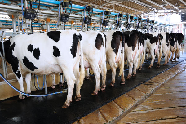 Boeren slaan alarm: voor duizenden dolgelukkige koeien in de bio-industrie dreigt het slachthuis