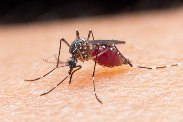 Muggenbescherming vreest landelijk muggentekort