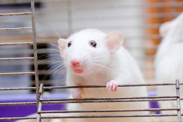 Cosmeticabedrijf bewijst nut dierproeven: muizen inderdaad knapper met beetje lipstick