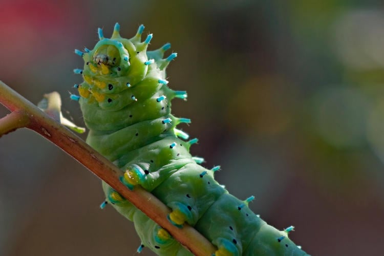 742 nieuwe plant- en diersoorten ontdekt: “Biodiversiteit loopt volledig uit de hand”