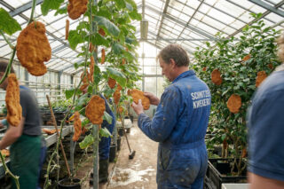 Kweekvlees in opkomst: Gelderse schnitzelkwekerij blij met grote oogst