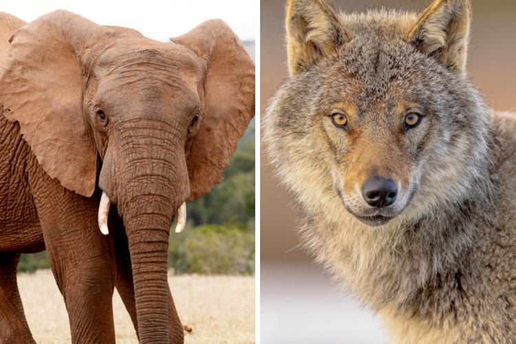 Olifant op lijst van gewenste diersoorten Nederlandse natuurgebieden, wolf eraf