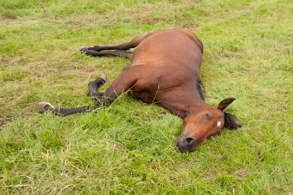 Aan een dood paard trekken verboden