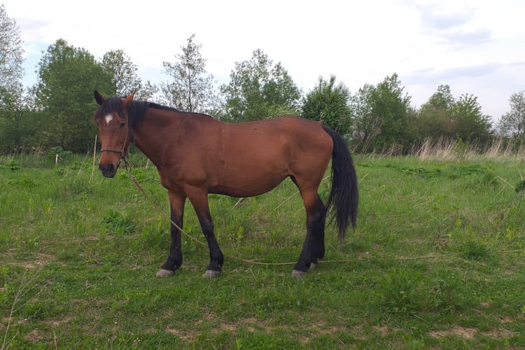 Paard ongedeerd na wilde rit met prinses op haar rug