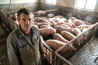 Minister verbiedt stroomstoten in de veehouderij. Kunnen boeren nog wel hun frustratie kwijt? Minister verbiedt stroomstoten in de veehouderij. Kunnen boeren nog wel hun frustratie kwijt?