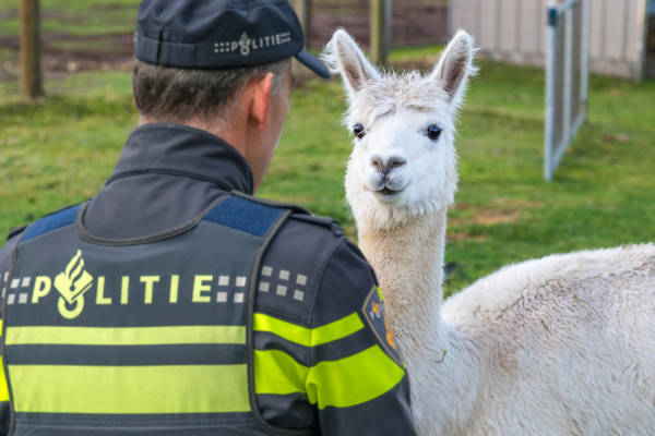 Bereden politie start proef met alpaca