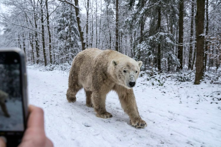 Probleemijsbeer Bas gespot in natuurgebied Utrechtse Heuvelrug