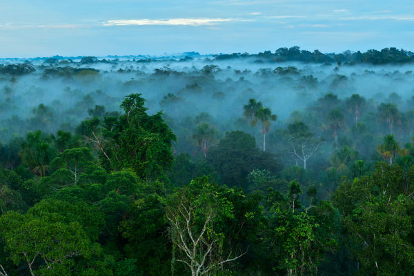 Doorbraak bij klimaattop: Amazonegebied vanaf 2050 helemaal klimaatneutraal