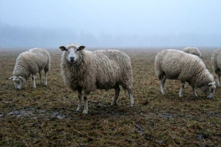 Opnieuw dode wolf gevonden in Drenthe: hoe gevaarlijk zijn schapen eigenlijk?