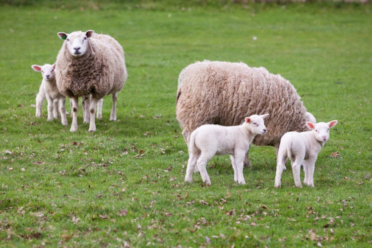 Israël gaat Nederlandse schapenhouders helpen bij bestrijding wolf: “Hele Veluwe platbombarderen”