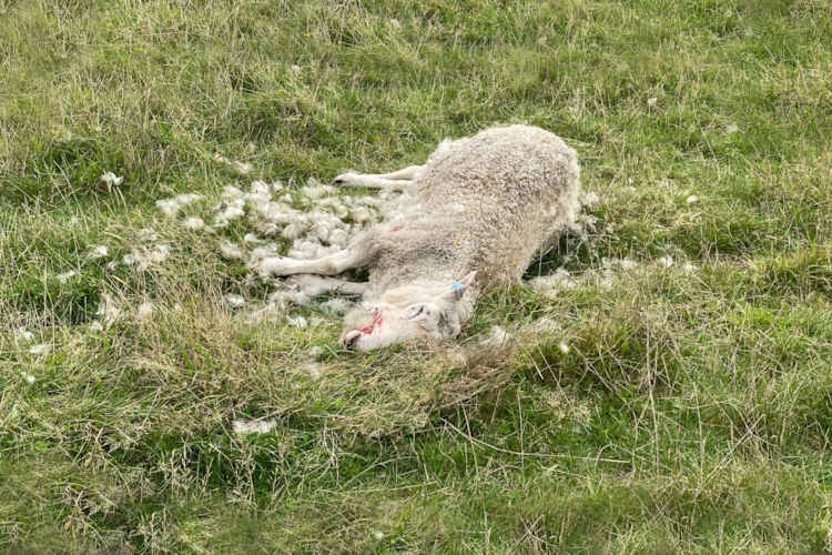 Korenwolf doodt 12 schapen op Dwingeler Heide